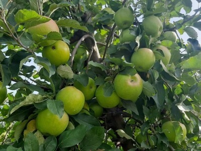 Dobar prinos a dobar i kvalitet, kakva će biti cena? Foto: M. Lazarević