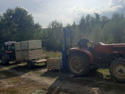 Dobar prinos a dobar i kvalitet, kakva će biti cena? Foto: M. Lazarević