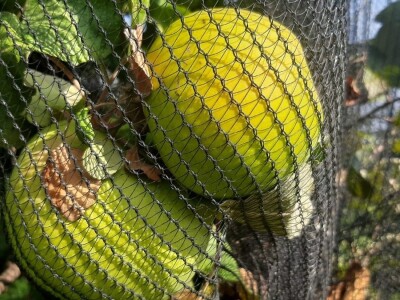 Dobar prinos a dobar i kvalitet, kakva će biti cena? Foto: M. Lazarević