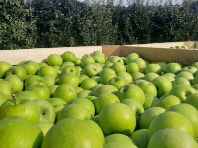 Dobar prinos a dobar i kvalitet, kakva će biti cena? Foto: M. Lazarević