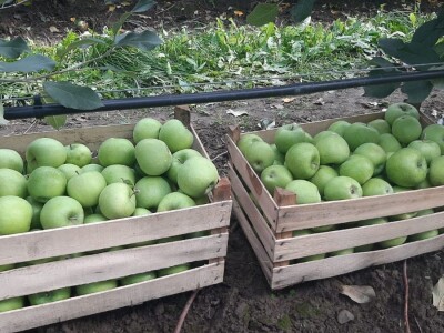 Dobar prinos a dobar i kvalitet, kakva će biti cena? Foto: M. Lazarević