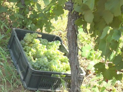 Dobar prinos groždja u Kraljevim vinogradima, foto: M. Lazarević