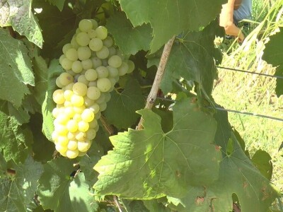 Dobar prinos groždja u Kraljevim vinogradima, foto: M. Lazarević