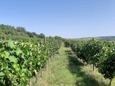 Dobar prinos groždja u Kraljevim vinogradima, foto: M. Lazarević