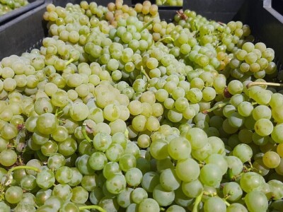 Dobar prinos groždja u Kraljevim vinogradima, foto: M. Lazarević