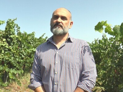 Dobar prinos groždja u Kraljevim vinogradima, foto: M. Lazarević