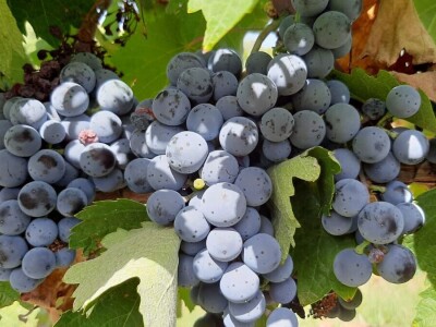 Dobar prinos groždja u Kraljevim vinogradima, foto: M. Lazarević