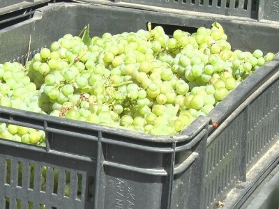 Dobar prinos groždja u Kraljevim vinogradima, foto: M. Lazarević