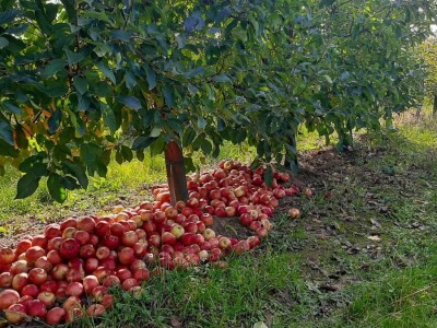 Dobar prinos i kvalitet jabuke, ali niska otkupna cena, foto: M. Lazarević Dobar prinos i kvalitet jabuke, ali niska otkupna cena, foto: M. Lazarević