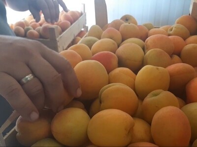 Dobar prinos kajsije ali cena nije opravdala očekivanja, foto: M. Lazarević Dobar prinos kajsije ali cena nije opravdala očekivanja, foto: M. Lazarević