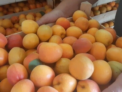 Dobar prinos kajsije ali cena nije opravdala očekivanja, foto: M. Lazarević Dobar prinos kajsije ali cena nije opravdala očekivanja, foto: M. Lazarević