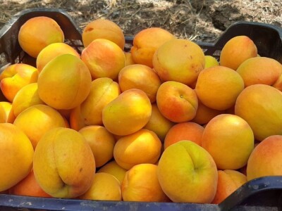 Dobar prinos kajsije ali cena nije opravdala očekivanja, foto: M. Lazarević Dobar prinos kajsije ali cena nije opravdala očekivanja, foto: M. Lazarević