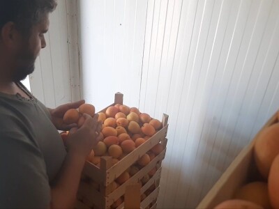 Dobar prinos kajsije ali cena nije opravdala očekivanja, foto: M. Lazarević Dobar prinos kajsije ali cena nije opravdala očekivanja, foto: M. Lazarević