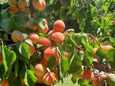 Dobar prinos kajsije ali cena nije opravdala očekivanja, foto: M. Lazarević Dobar prinos kajsije ali cena nije opravdala očekivanja, foto: M. Lazarević