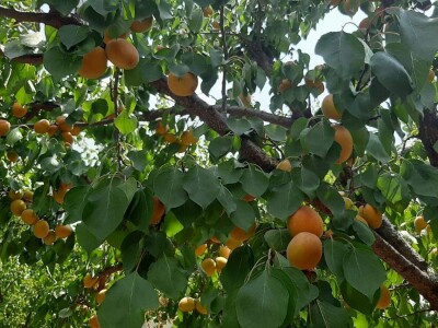 Dobar prinos kajsije ali cena nije opravdala očekivanja, foto: M. Lazarević Dobar prinos kajsije ali cena nije opravdala očekivanja, foto: M. Lazarević