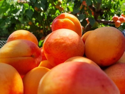 Dobar prinos kajsije ali cena nije opravdala očekivanja, foto: M. Lazarević Dobar prinos kajsije ali cena nije opravdala očekivanja, foto: M. Lazarević