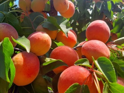 Dobar prinos kajsije ali cena nije opravdala očekivanja, foto: M. Lazarević Dobar prinos kajsije ali cena nije opravdala očekivanja, foto: M. Lazarević