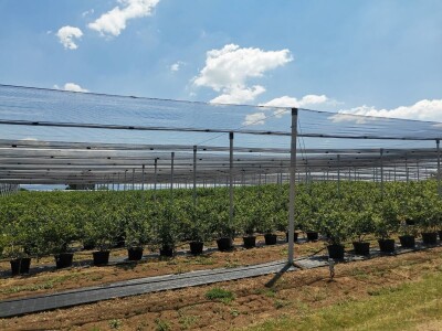 Dobar rod borovnice uprkos teškoćama