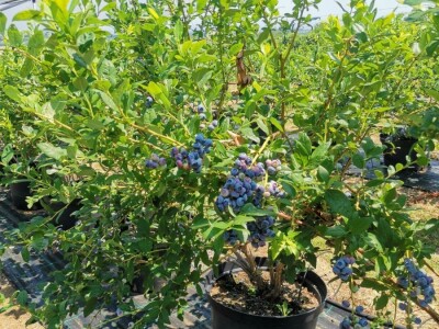 Dobar rod borovnice uprkos teškoćama