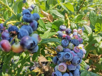 Dobar rod borovnice uprkos teškoćama