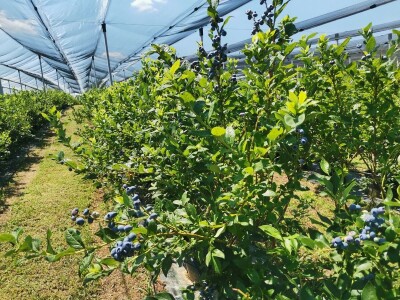 Dobar rod borovnice uprkos teškoćama