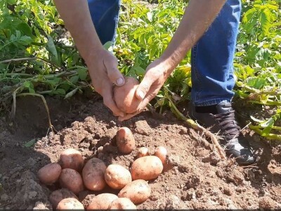 Dobra godina za krompir u okolini Topole, foto: M. Lazarević