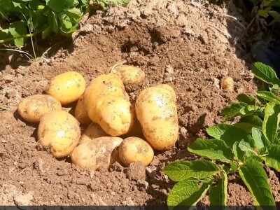 Dobra godina za krompir u okolini Topole, foto: M. Lazarević