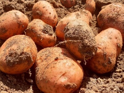 Dobra godina za krompir u okolini Topole, foto: M. Lazarević