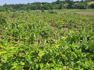 Dobra godina za krompir u okolini Topole, foto: M. Lazarević