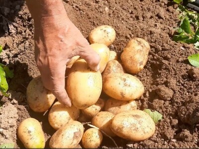Dobra godina za krompir u okolini Topole, foto: M. Lazarević