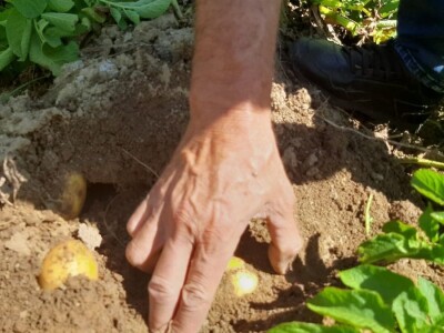 Dobra godina za krompir u okolini Topole, foto: M. Lazarević