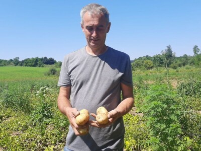 Dobra godina za krompir u okolini Topole, foto: M. Lazarević