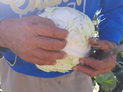 Dobra godina za proizvodjace kupusa, foto: M. Lazarević Dobra godina za proizvodjace kupusa, foto: M. Lazarević