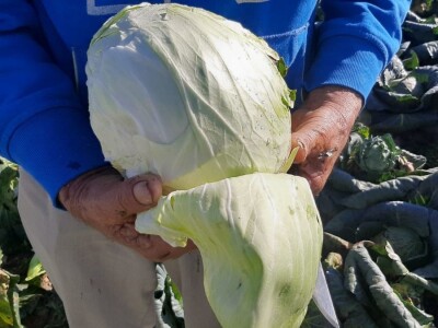 Dobra godina za proizvodjace kupusa, foto: M. Lazarević Dobra godina za proizvodjace kupusa, foto: M. Lazarević