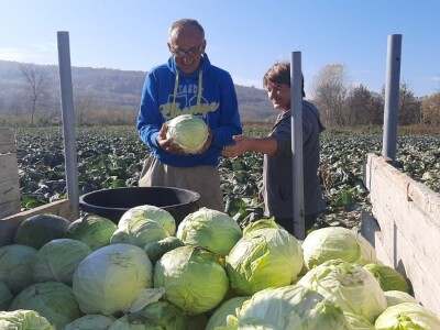 Dobra godina za proizvodjace kupusa, foto: M. Lazarević Dobra godina za proizvodjace kupusa, foto: M. Lazarević