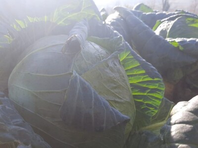 Dobra godina za proizvodjace kupusa, foto: M. Lazarević Dobra godina za proizvodjace kupusa, foto: M. Lazarević