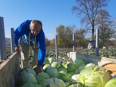 Dobra godina za proizvodjace kupusa, foto: M. Lazarević Dobra godina za proizvodjace kupusa, foto: M. Lazarević