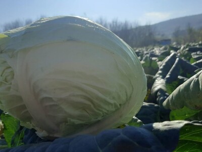 Dobra godina za proizvodjace kupusa, foto: M. Lazarević Dobra godina za proizvodjace kupusa, foto: M. Lazarević