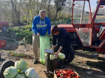 Dobra godina za proizvodjace kupusa, foto: M. Lazarević Dobra godina za proizvodjace kupusa, foto: M. Lazarević