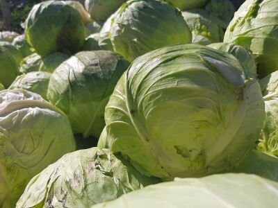 Dobra godina za proizvodjace kupusa, foto: M. Lazarević Dobra godina za proizvodjace kupusa, foto: M. Lazarević