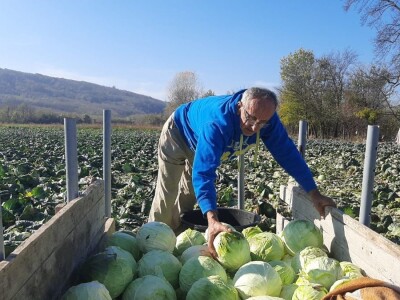 Dobra godina za proizvodjace kupusa, foto: M. Lazarević Dobra godina za proizvodjace kupusa, foto: M. Lazarević