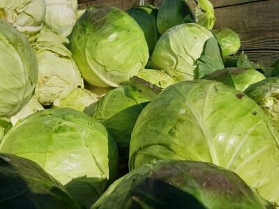 Dobra godina za proizvodjace kupusa, foto: M. Lazarević Dobra godina za proizvodjace kupusa, foto: M. Lazarević
