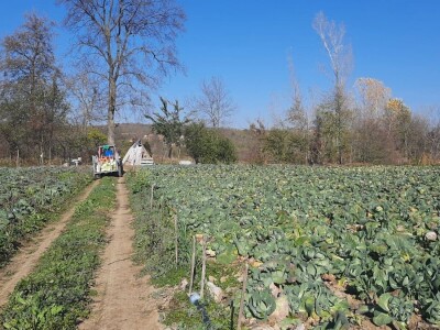 Dobra godina za proizvodjace kupusa, foto: M. Lazarević Dobra godina za proizvodjace kupusa, foto: M. Lazarević