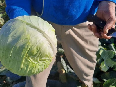 Dobra godina za proizvodjace kupusa, foto: M. Lazarević Dobra godina za proizvodjace kupusa, foto: M. Lazarević