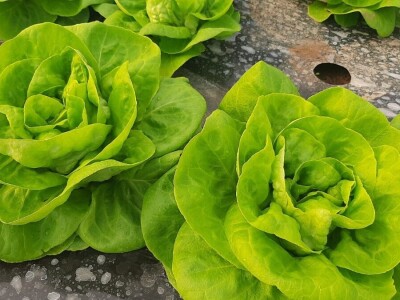 Dobra zarada od zelene salate, foto: M. Lazarević