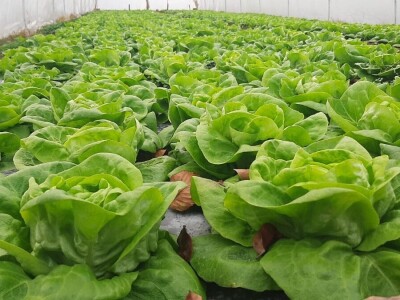 Dobra zarada od zelene salate, foto: M. Lazarević