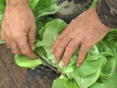 Dobra zarada od zelene salate, foto: M. Lazarević