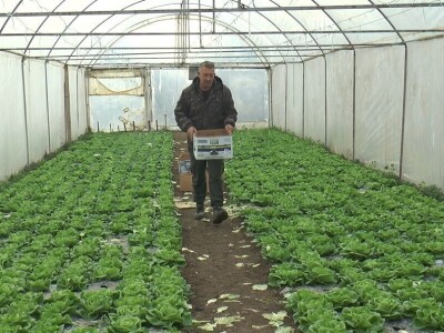 Dobra zarada od zelene salate, foto: M. Lazarević