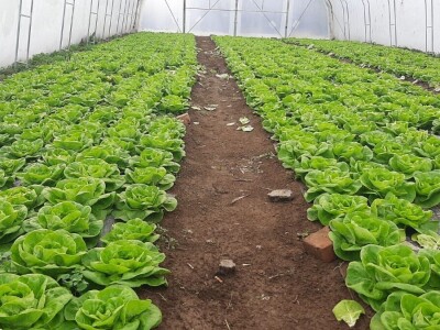 Dobra zarada od zelene salate, foto: M. Lazarević