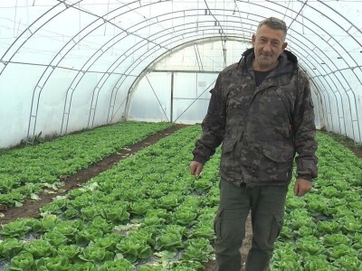 Dobra zarada od zelene salate, foto: M. Lazarević